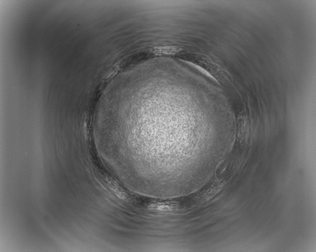 X0000070210655200606091625