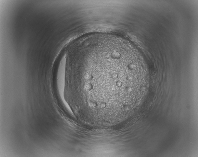 X0000070210679200606091625