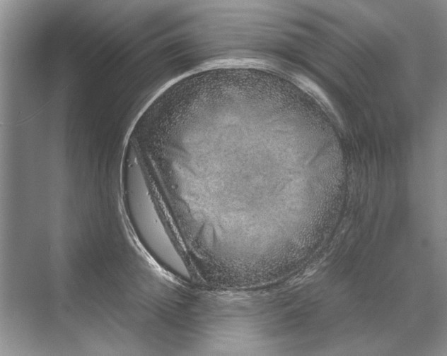 X0000070210852200606091622