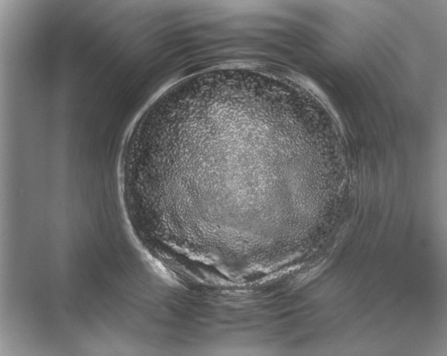 X0000070210859200606091622