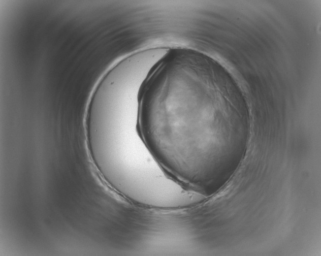 X0000070210864200606091623