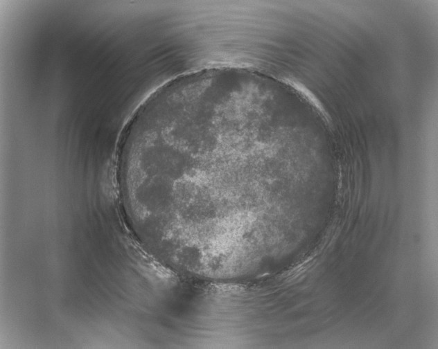 X0000070210878200606091622