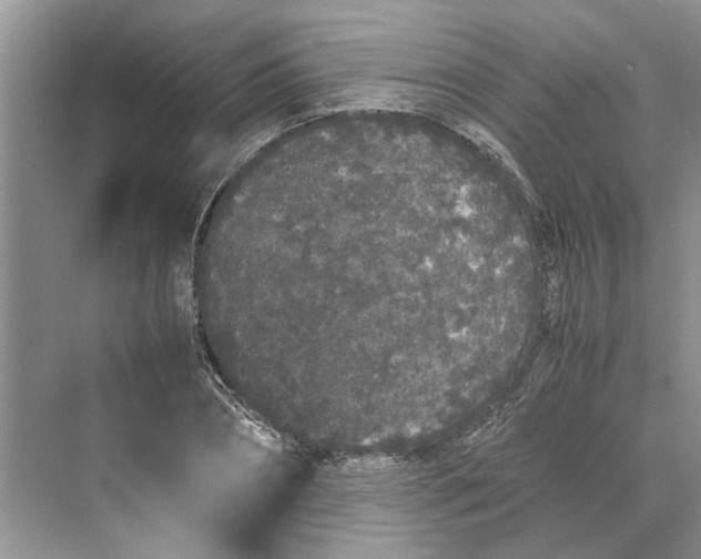 X0000070210882200606091621