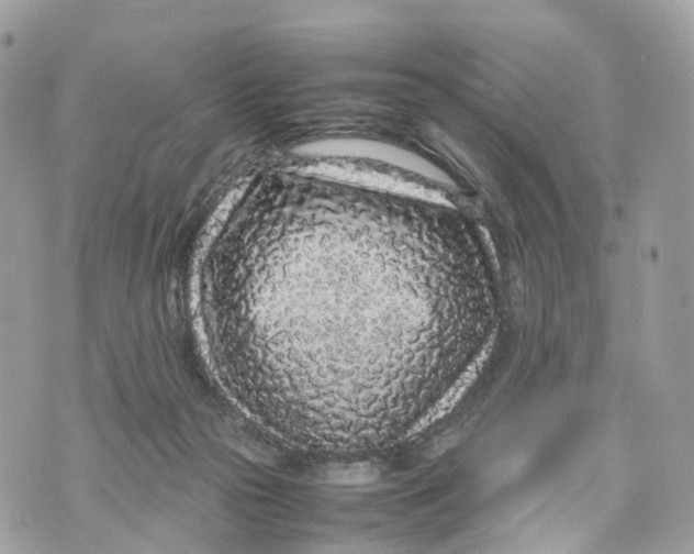 X0000070210169200606161651