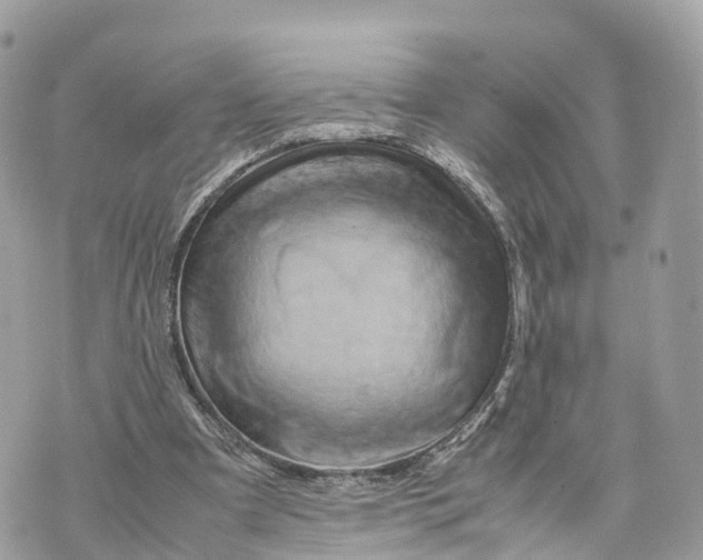 X0000070210297200606161648