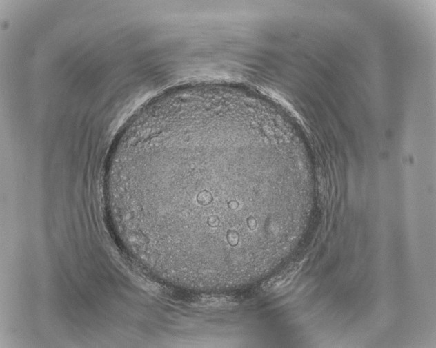 X0000070210487200606161645