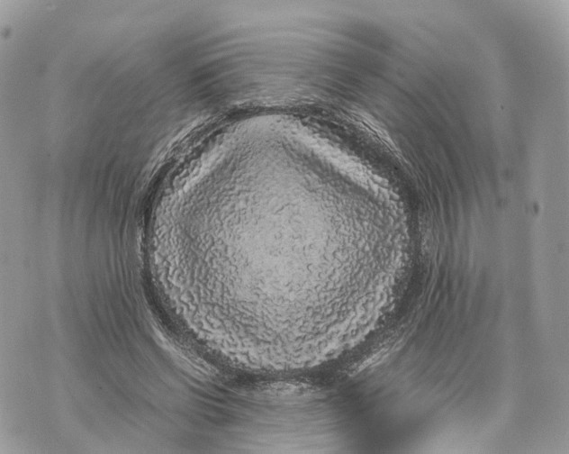 X0000070210542200606161644