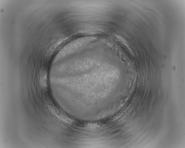 X0000070210596200606161643