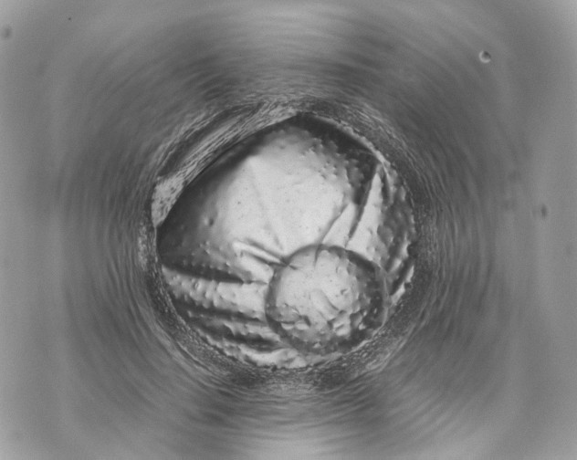 X0000070210644200606161642