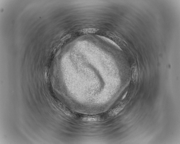 X0000070210655200606161643