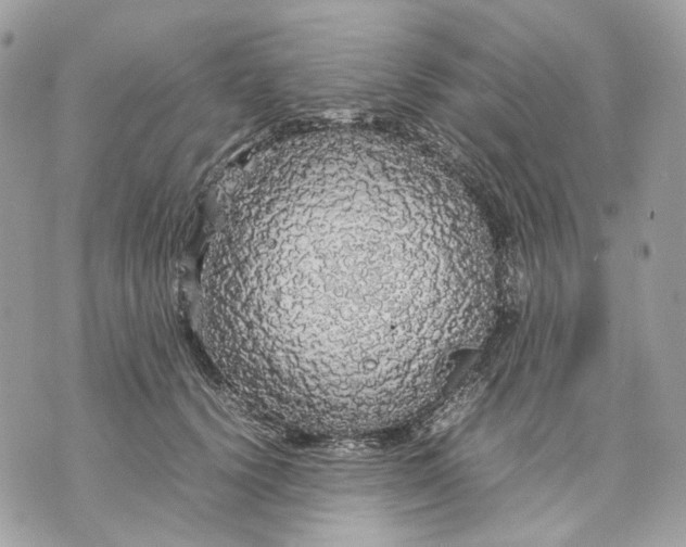 X0000070210656200606161643