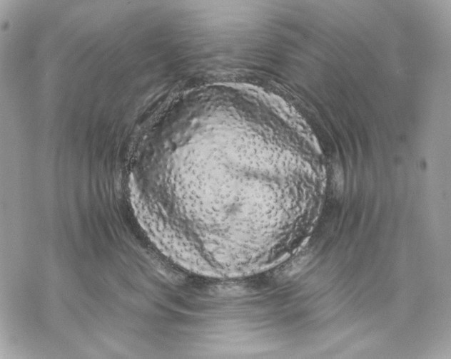 X0000070210668200606161643