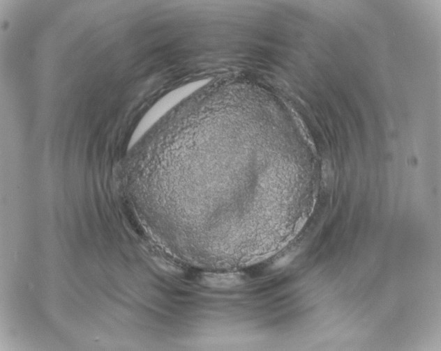 X0000070210671200606161643