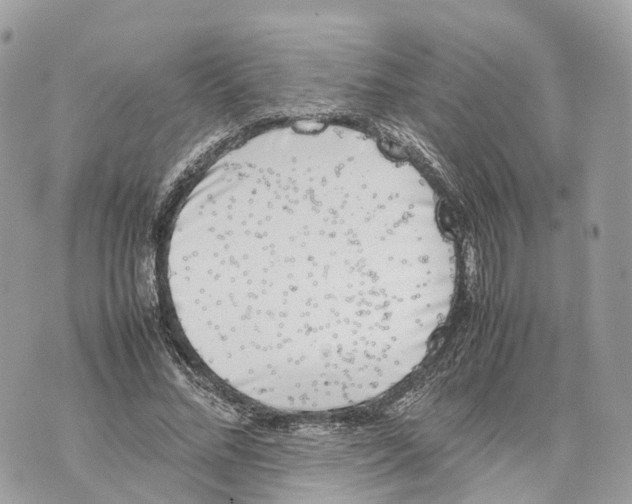 X0000070210684200606161642