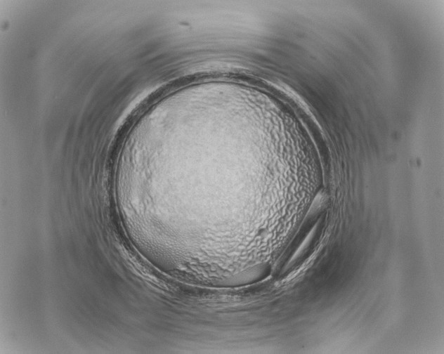 X0000070210783200606161640