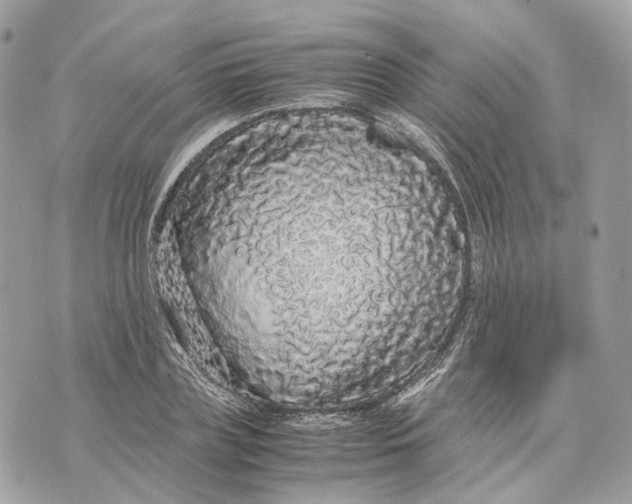 X0000070210835200606161639