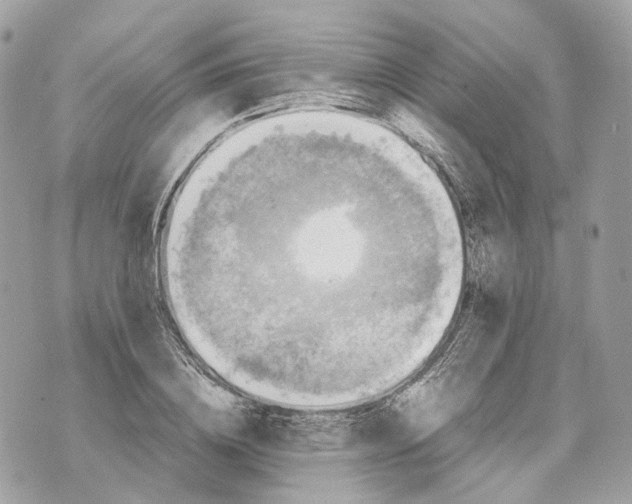 X0000070210836200606161639