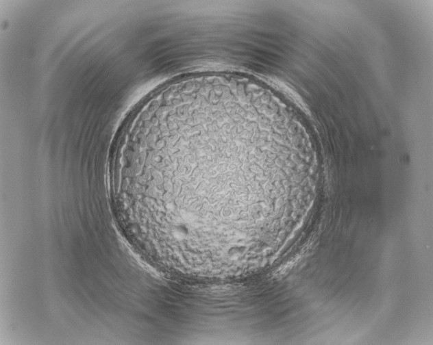 X0000070210839200606161639