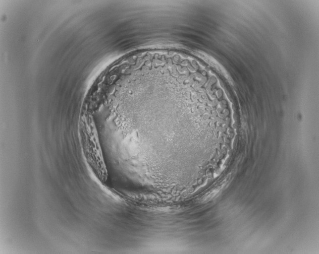 X0000070210855200606161640