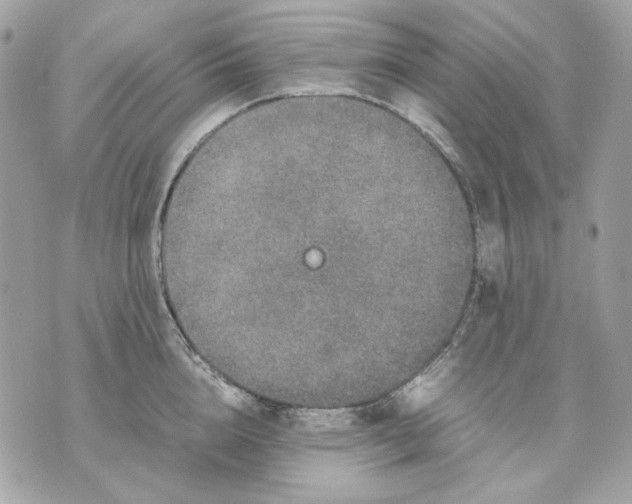 X0000070210856200606161640