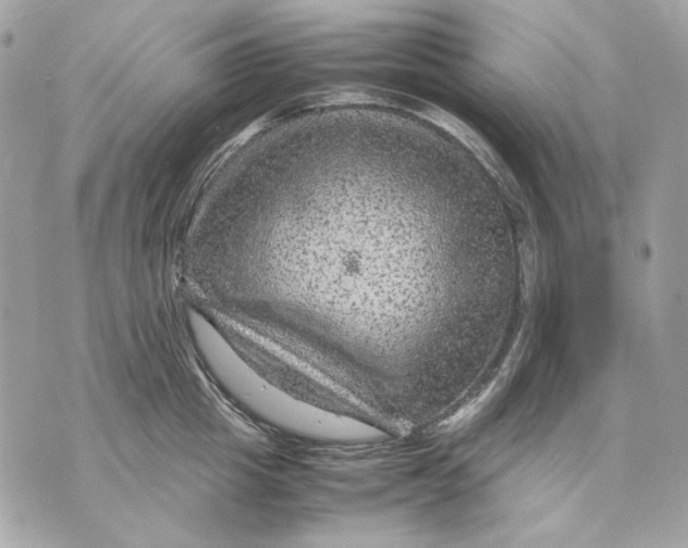 X0000070210857200606161640