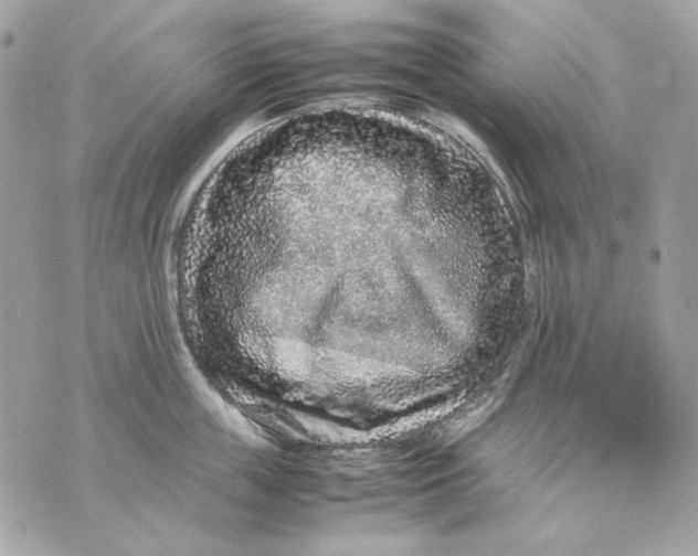 X0000070210859200606161640