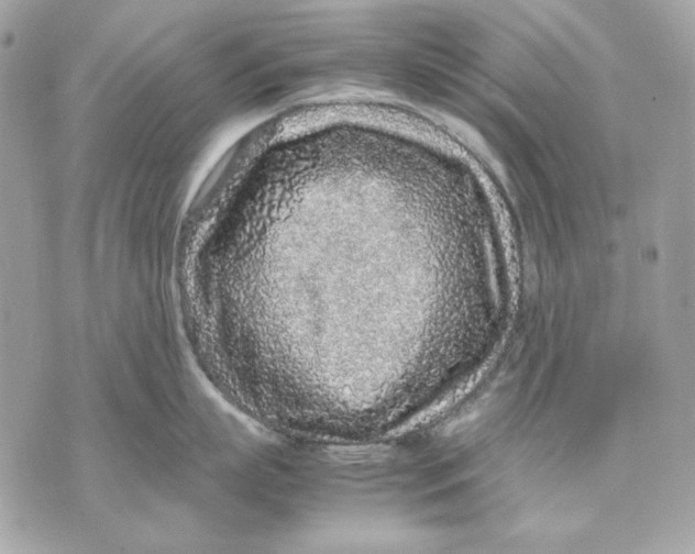 X0000070210863200606161640