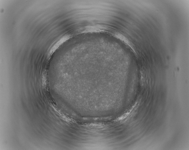 X0000070210874200606161639