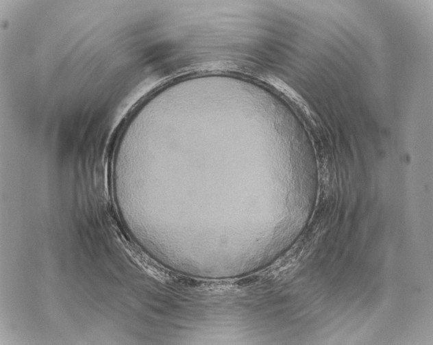 X0000070210886200606161639