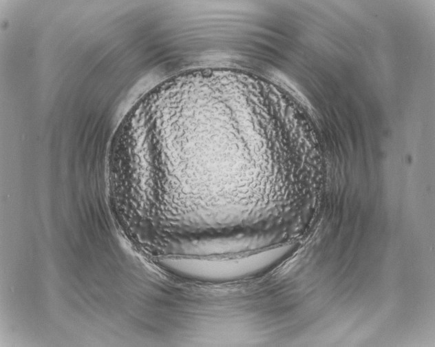 X0000070210994200606161637