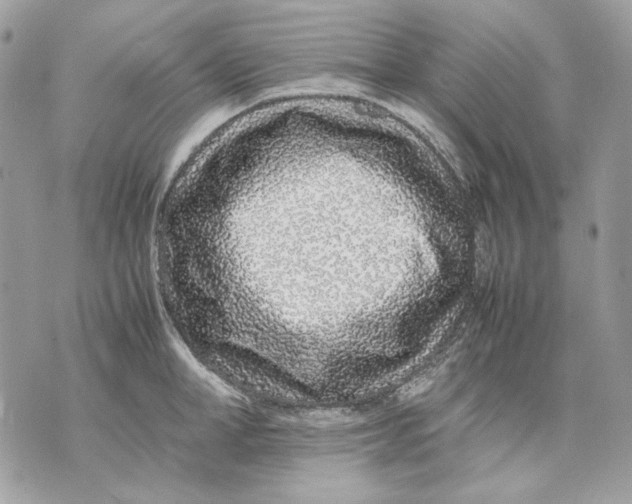 X0000070210998200606161637