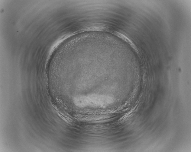 X0000070211027200606161636