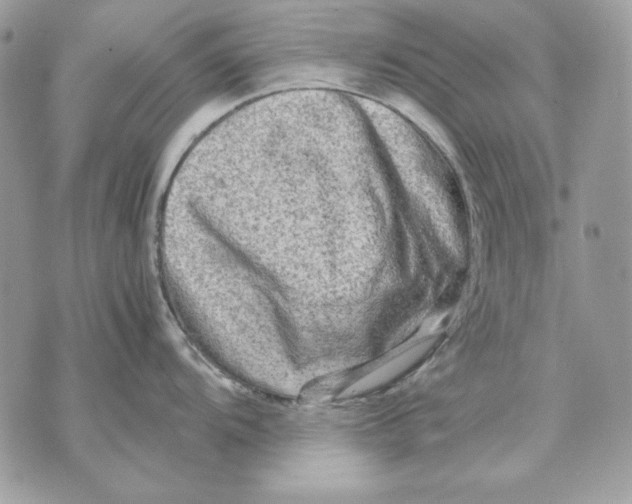 X0000070211104200606161635