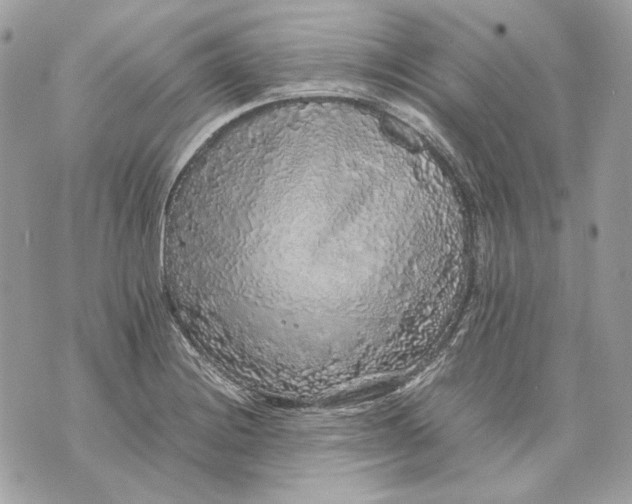 X0000070211228200606161633