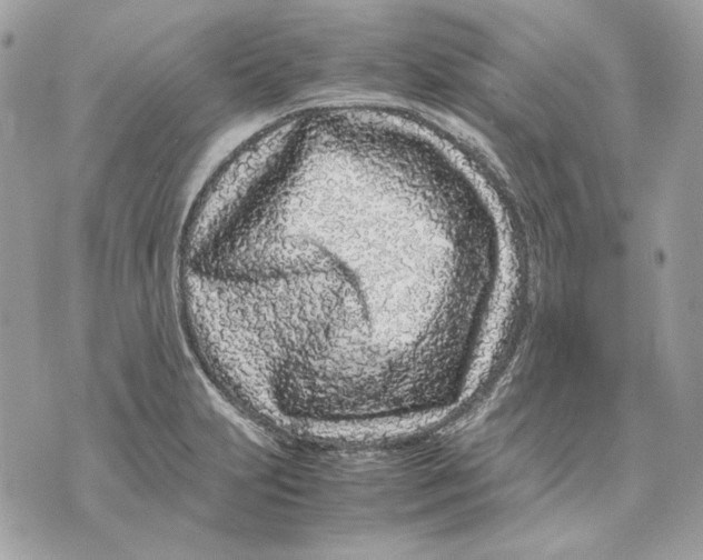 X0000070211231200606161633