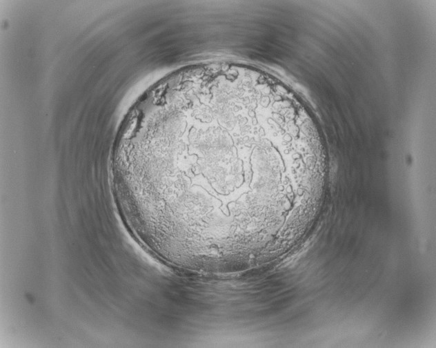 X0000070211239200606161633