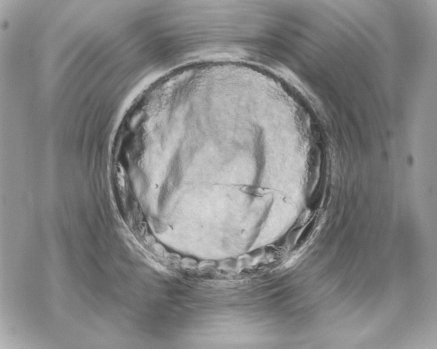 X0000070211240200606161633