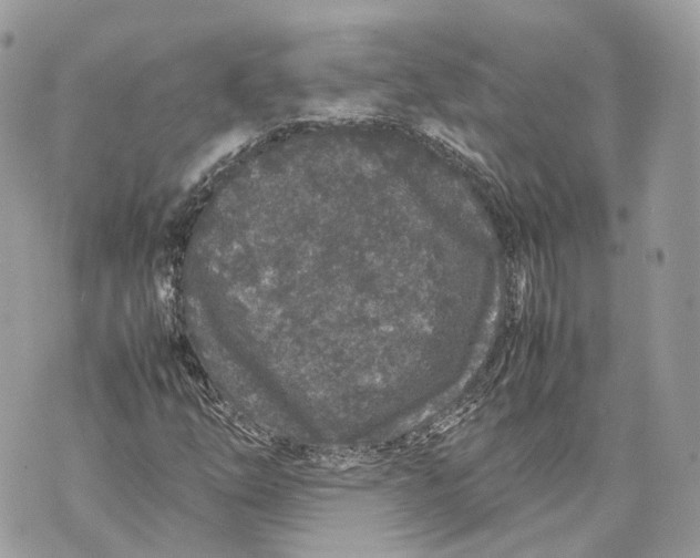 X0000070211254200606161633