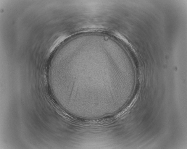 X0000070211259200606161632