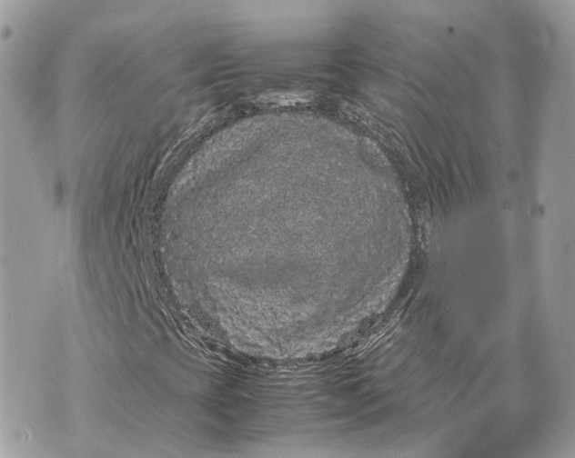 X0000070211393200606161630