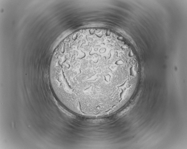 X0000070211425200606161630