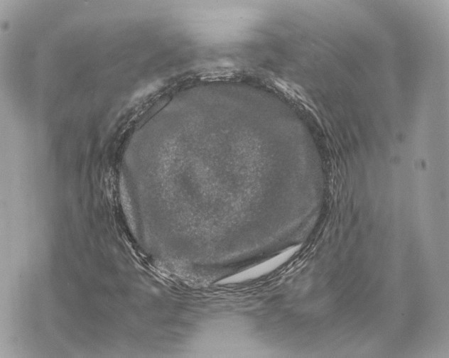 X0000070211445200606161629