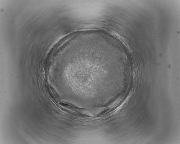 X0000070211449200606161629