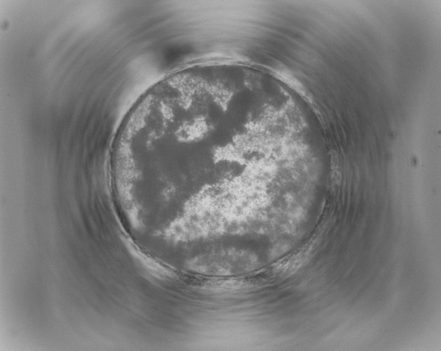 X0000070211474200606161629