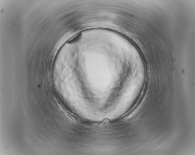 X0000070211529200606161629