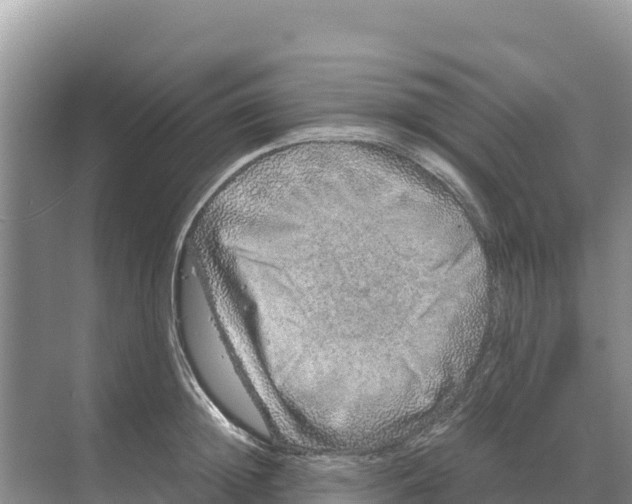 X0000070210852200606232103
