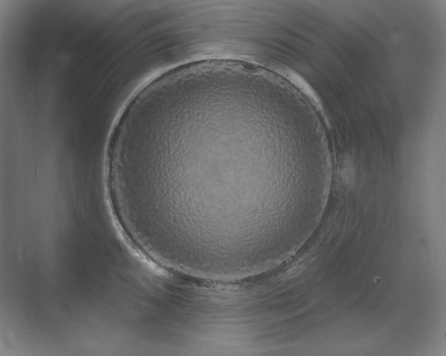 X0000070221096200605261311