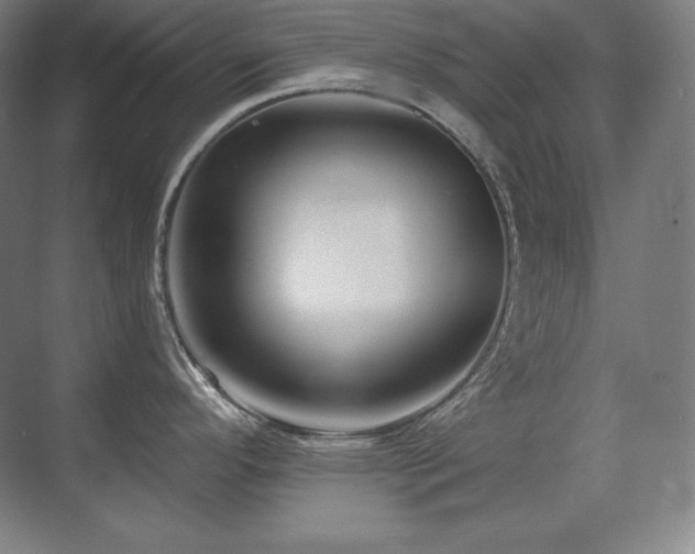 X0000070221296200605261308