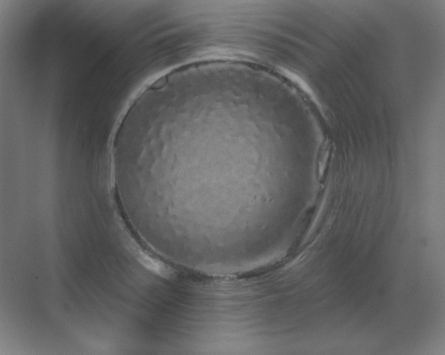 X0000070221371200605261307