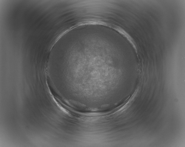 X0000070221385200605261306